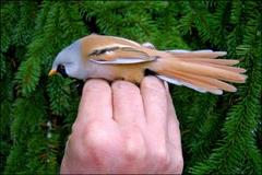 Bearded Reedling (Panurus biarmicus)