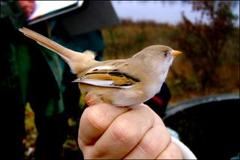 Skjeggmeis (Panurus biarmicus)