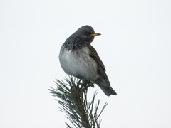 Svartstrupetrost (Turdus atrogularis)