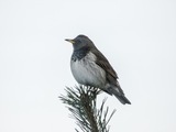 Svartstrupetrost (Turdus atrogularis)