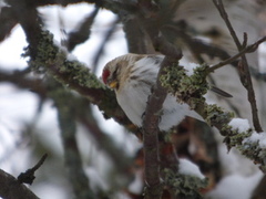 Arctic Redpoll (Acanthis hornemanni)