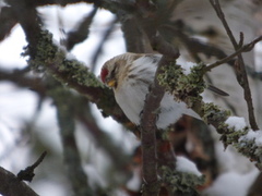 Polarsisik (Carduelis hornemanni)