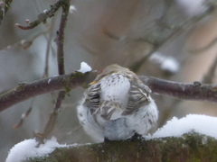 Arctic Redpoll (Acanthis hornemanni)