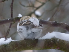 Arctic Redpoll (Acanthis hornemanni)