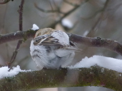 Polarsisik (Carduelis hornemanni)