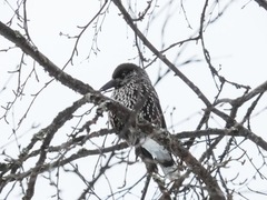 Nutcracker (Nucifraga caryocatactes)