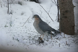 Spurvehauk (Accipiter nisus)