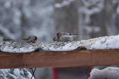 Arctic Redpoll (Acanthis hornemanni)