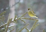 Grønnfink (Carduelis chloris)