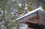 Stillits (Carduelis carduelis)