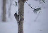 Trekryper (Certhia familiaris)