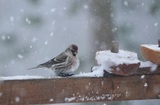 Gråsisik (Carduelis flammea)