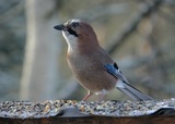 Nøtteskrike (Garrulus glandarius)