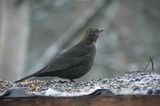 Svarttrost (Turdus merula)