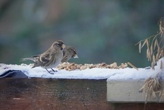 Lesser Redpoll (Acanthis cabaret)