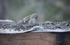 Arctic Redpoll (Acanthis hornemanni)