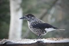 Nutcracker (Nucifraga caryocatactes)