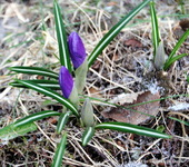 Krokusslekta (Crocus)