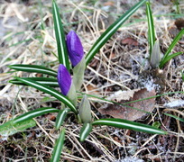 Crocus (Crocus)