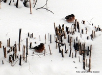 Bokfink (Fringilla coelebs)