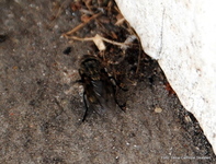 Husflue (Musca domestica)