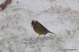 Gulspurv (Emberiza citrinella)