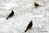 Gulspurv (Emberiza citrinella)