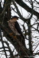 Spurvehauk (Accipiter nisus)