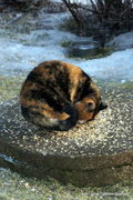 Cat (Felis catus)