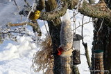 Gulspurv (Emberiza citrinella)