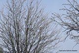 Gulspurv (Emberiza citrinella)