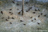 Gråsisik (Carduelis flammea)