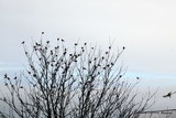 Gråsisik (Carduelis flammea)