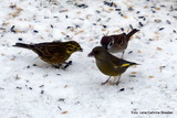 Grønnfink (Carduelis chloris)