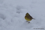 Gulspurv (Emberiza citrinella)