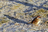 Pilfink (Passer montanus)