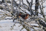 Gråsisik (Carduelis flammea)