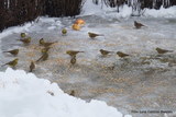 Gulspurv (Emberiza citrinella)