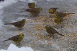 Gulspurv (Emberiza citrinella)