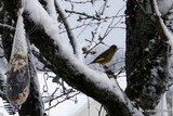 Grønnfink (Carduelis chloris)