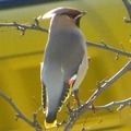 Sidensvans (Bombycilla garrulus)