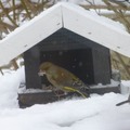 Grønnfink (Carduelis chloris)