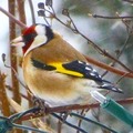 Stillits (Carduelis carduelis)