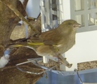 Grønnfink (Carduelis chloris)