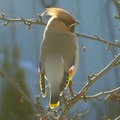 Sidensvans (Bombycilla garrulus)