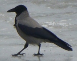 Kråke (Corvus cornix)