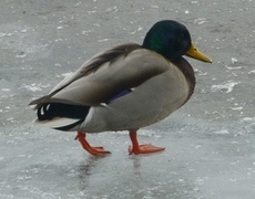 Stokkand (Anas platyrhynchos)