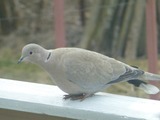 Tyrkerdue (Streptopelia decaocto)