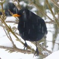 Svarttrost (Turdus merula)