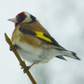 Stillits (Carduelis carduelis)